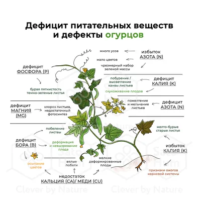 Как определить, чего не хватает огурцам