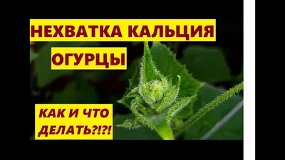 Края листьев огурца желтеют и сохнут: как спасти урожай | На грядке  (Огород.ru)