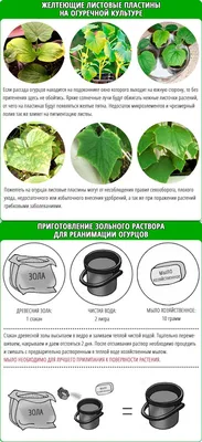 Подкормки и удобрения для огурцов оптом | Производитель удобрений SatoHum®