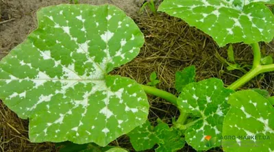 🍅Желтеют листья огурцов в теплице? Просто огурцам холодно. Почему у  тепличных огурцов желтеют листья?