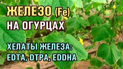 Желтые пятна на листьях огурцов: что делать, почему появляются, чем лечить  и обрабатывать в теплице и открытом грунте