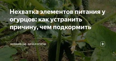 Нехватка элементов питания у огурцов: как устранить причину, чем подкормить  | Антонов сад - дача и огород | Дзен