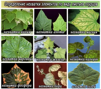 Симптомы дефицита микроэлементов у овощей | VLADMAMA.RU