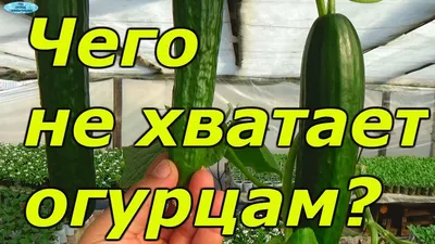https://ngs24.ru/text/summer/2022/07/07/71467760/
