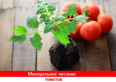 Почему желтеют листья у огурцов: в теплице и в открытом грунте. Что делать,  если листья огурцов желтеют.