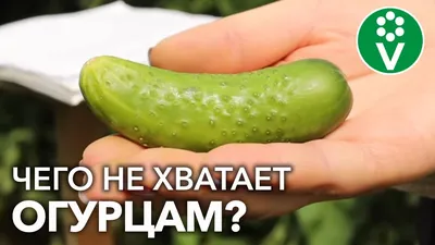 Горькие огурцы в теплице и открытом грунте: причины появления горечи и  способы с ней бороться