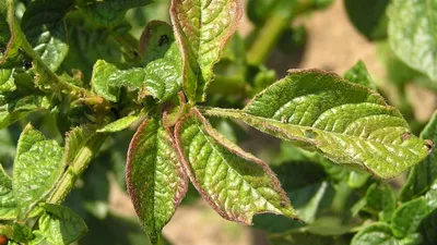 Семена овощей и цветов - 🍅 Недостаток элементов питания у томатов. 🌱Если  изменился цвет листьев рассады на желтый, белый, бурый, то это говорит о  нехватке железа. Необходимо опрыскивание 0,25-процентным раствором  сернокислого железа.