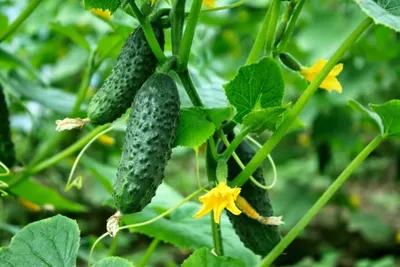 Йод и зеленка для огурцов: обработка огурцов зеленкой и йодом - Agro-Market