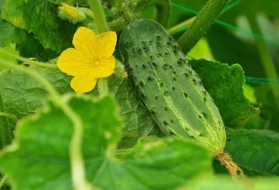 Капельный полив огурцов 🥒 Норма полива | Подкормка - АгроВсесвіт