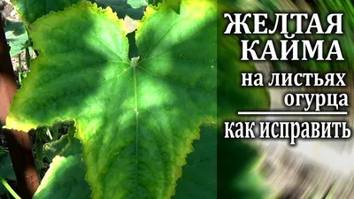Желтеют листья на огурцах по краю - недостаток калия . Чем подкормить огурцы  для лечения - YouTube