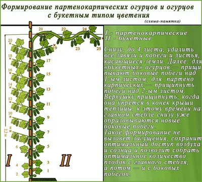 Как лечить пероноспороз огурцов - Грядка