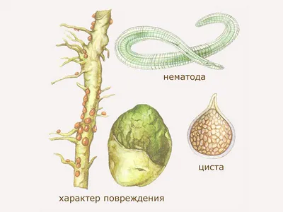 Нематода — враг картошки — Сельский вестник