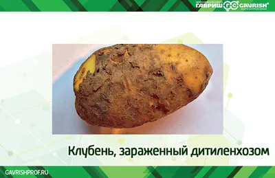 Стеблевая нематода - Вредители - Справочники - ООО ТД Кирово-Чепецкая  Химическая Компания