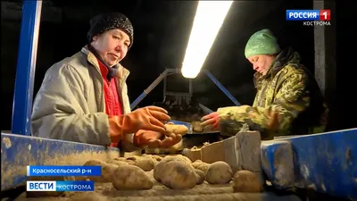 Среднеранние сорта картофеля - РЕСПУБЛИКАНСКОЕ УНИТАРНОЕ ПРЕДПРИЯТИЕ  «НАУЧНО-ПРАКТИЧЕСКИЙ ЦЕНТР НАЦИОНАЛЬНОЙ АКАДЕМИИ НАУК БЕЛАРУСИ ПО  КАРТОФЕЛЕВОДСТВУ И ПЛОДООВОЩЕВОДСТВУ»