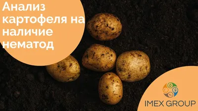 Стеблевая нематода - Вредители - Справочники - ООО ТД Кирово-Чепецкая  Химическая Компания