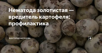 Анализ картофеля на наличие/отсуствие нематод - YouTube