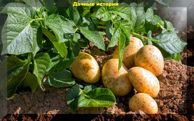В Заолешенке Курской области установили карантин по картофельной нематоде »  46ТВ Курское Интернет Телевидение