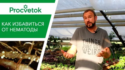 Картофель Удача. Купить клубни от НПО Сады России