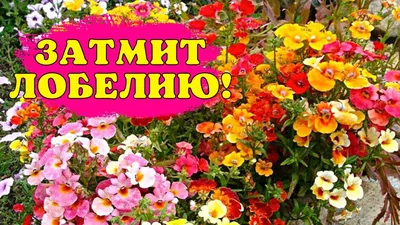 Немезия - идеальный цветок даже для ленивых дачников! | Школа садовода |  Дзен