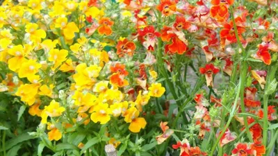 Немезия зобовидная - Karneval - mix - Nemesia strumosa - семена – Garden  Seeds Market | Бесплатная доставка