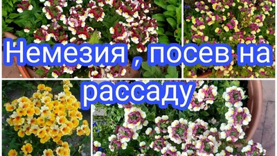 Немезия — популярные сорта - Бобёр.ру