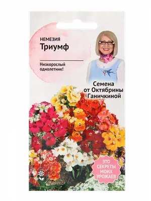 Немезия цветёт летом стоковое изображение. изображение насчитывающей цвет -  249755725