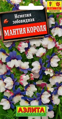 Немезия, цветок который посажу снова | Наша жизнь| сад и огород | Дзен