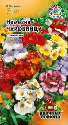 Рассада немезии однолетней в питомнике Санкт-Петербурга SlavUsadba.ru