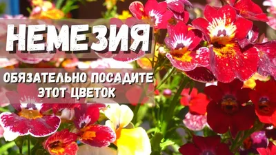 Купить Немезия микс 9/10-20/ в питомнике в Москве. Интернет-магазин  саженцев Садовый центр № 1