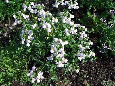 Nemesia 'Nesia Burgundy' - Немезия - рассада цветов, купить в СПб
