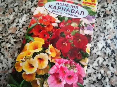 Немезия – посадка и уход, выращивание из семян