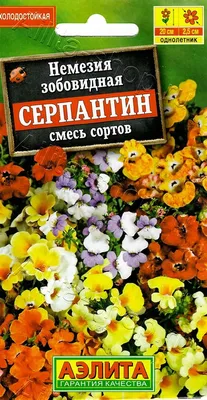 белая немезия род аннуалов многолетников и подкустов. популярное  культивируемое растение. фон Стоковое Фото - изображение насчитывающей  поле, земля: 215117186