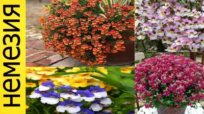 Немезия Мантия кардинала, 0,1 г, купить в интернет магазине Seedspost.ru