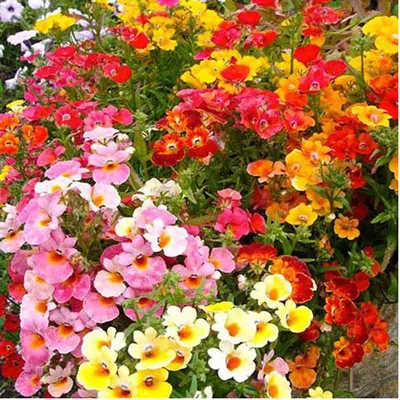 🌹Немезия - идеальный цветок даже для ленивых дачников!🌹 Посадите не  пожалеете.. Немезия разноцветная,.. | ВКонтакте