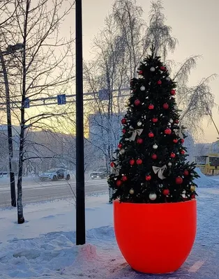 Самые необычные новогодние елки