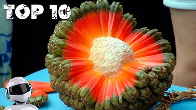 Как растут некоторые фрукты и овощи: необычные факты о привычных продуктах  (13 фото) » Невседома