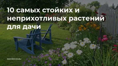 10 самых стойких и неприхотливых растений для дачи — INMYROOM