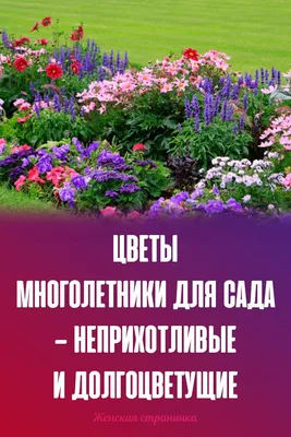 Самые неприхотливые цветы, которые можно сажать без рассады