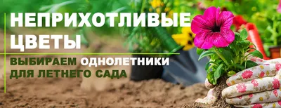 Изысканные аквилегии - неприхотливые цветы для сада | Антонов сад - дача и  огород | Дзен