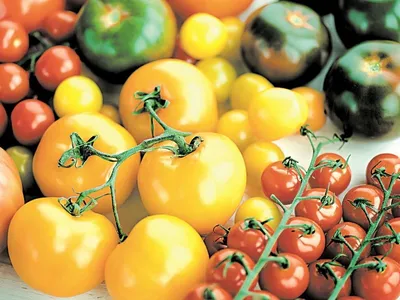 Названы признаки опасного для здоровья помидора: Еда: Из жизни: Lenta.ru