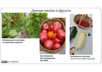 Роскачество проверит овощи и грибы на пестициды и нитраты - РИА Новости,  21.08.2023