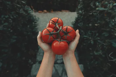 Нитраты ни при чём. Почему томаты бывают с белой сердцевиной? | ГТРК  \"Владимир\" | Дзен