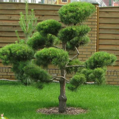 Сосна обыкновенная Ф. Ниваки (Pinus sylvestris) - Питомник и Садовый центр  Русские Деревья