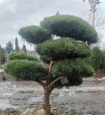 Сосна горная Ниваки — купить в WePlants в Анапе