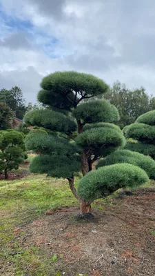 Ниваки многоствольный Ватерери 🌳 по выгодной цене в Москве - купить  саженцы бонсай садовый многоствольный в питомнике «Зеленый Рай»