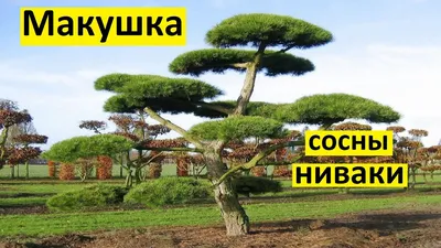 Сосна... - Ниваки, питомник садовых бонсай и топиарных форм | Facebook