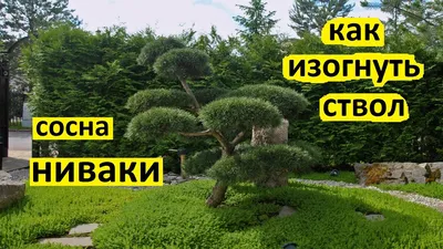 Бонсай купить в Москве. Бонсай уличный и ниваки из сосны | Елки-Иголки
