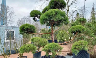 Ниваки Ватерери 🌳 по лучшей цене 280000 руб. в Москве - купить саженцы  бонсай садовый ниваки в питомнике «Зеленый Рай»