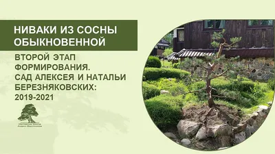 Как сформировать сосну ниваки с изогнутым стволом. Стили сосны ниваки:  сякан или моёги. - YouTube