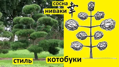 Ниваки — создаем сад в японском стиле